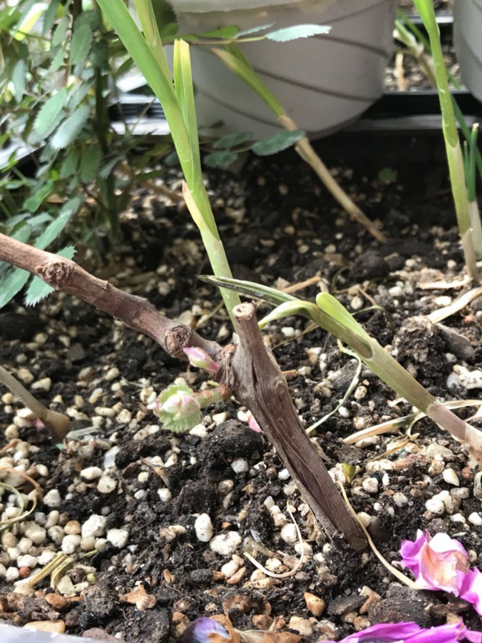 ΢��ͼƬ_20190327162524.jpg