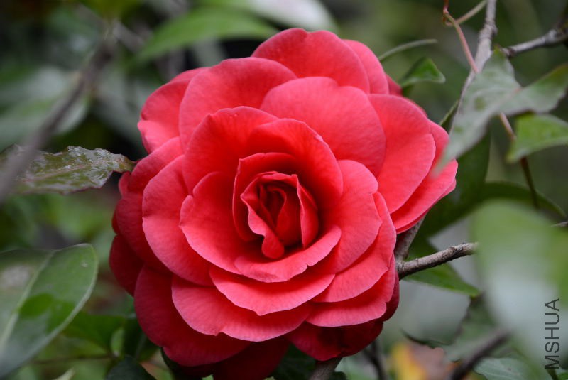 DSC_54600074.JPG