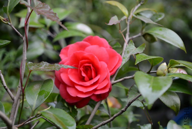 DSC_54670081.JPG