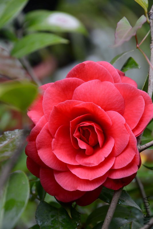 DSC_54620076.JPG
