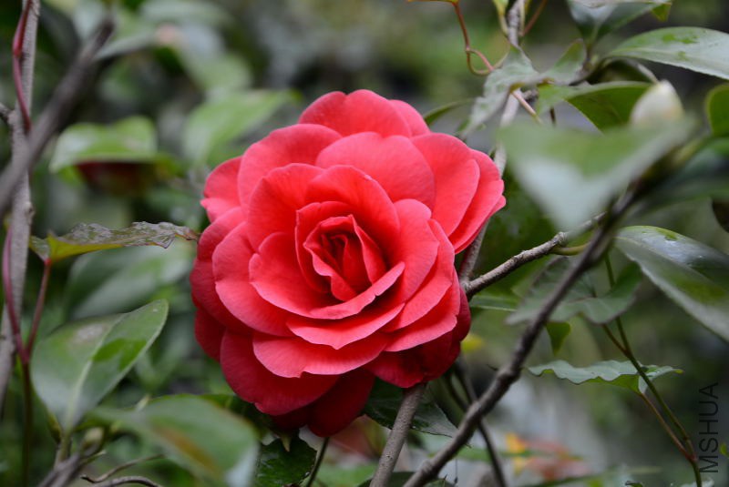 DSC_54630077.JPG
