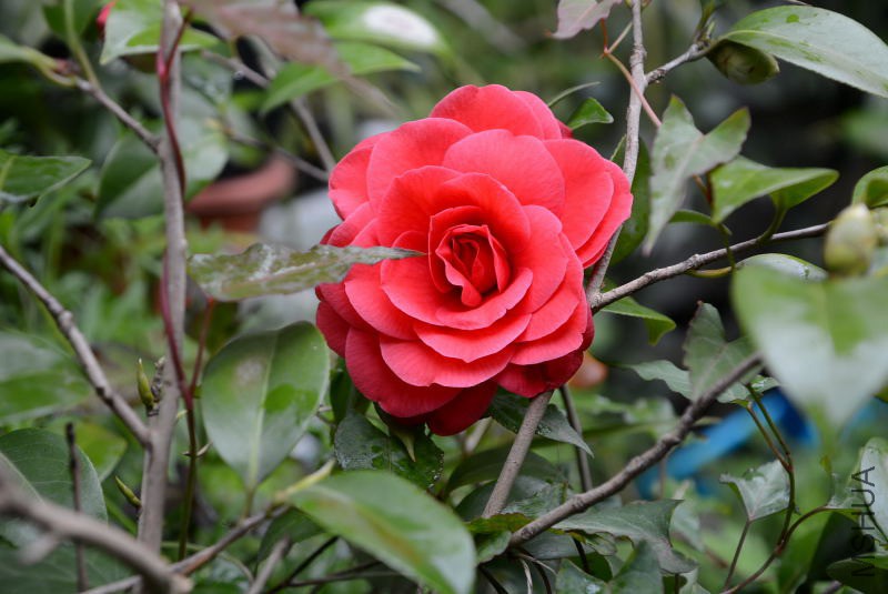 DSC_54660080.JPG