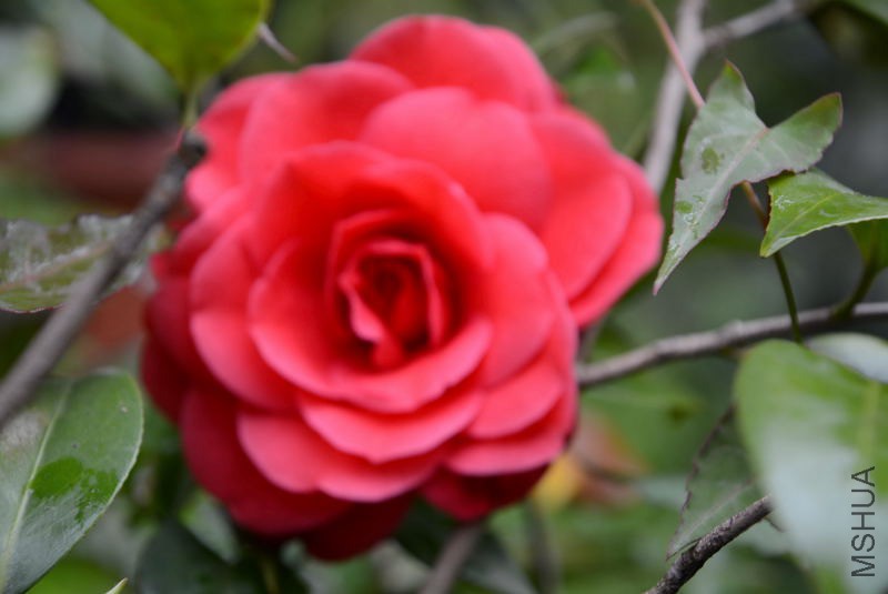 DSC_54610075.JPG