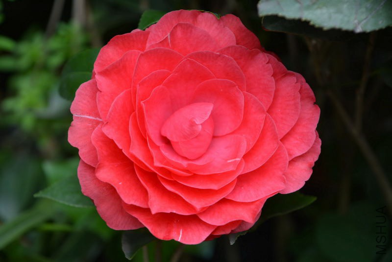 DSC_63070921.JPG