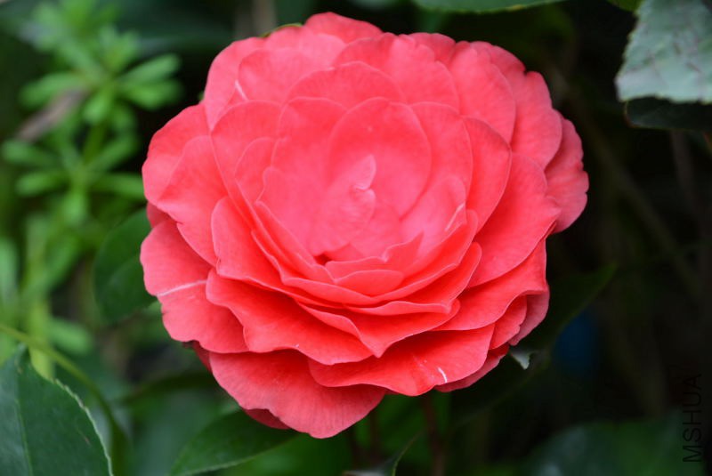 DSC_62990913.JPG