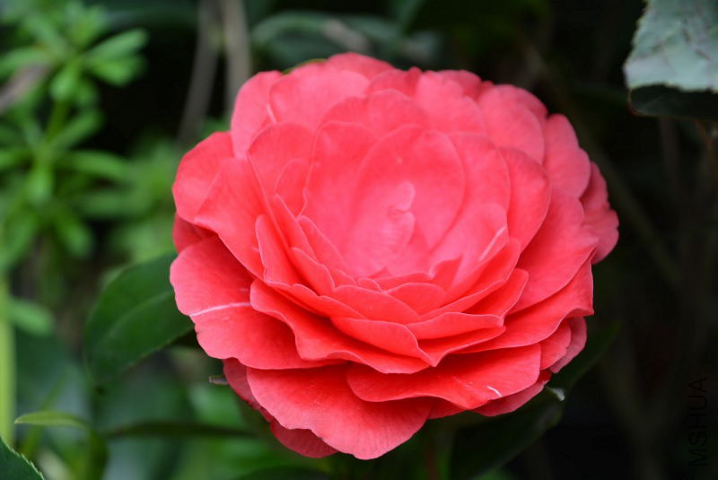 DSC_63030917.JPG