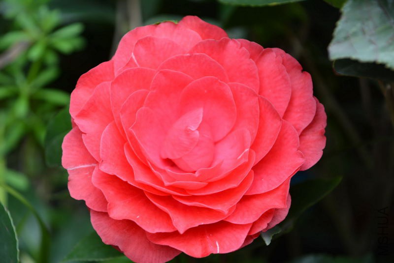 DSC_63010915.JPG