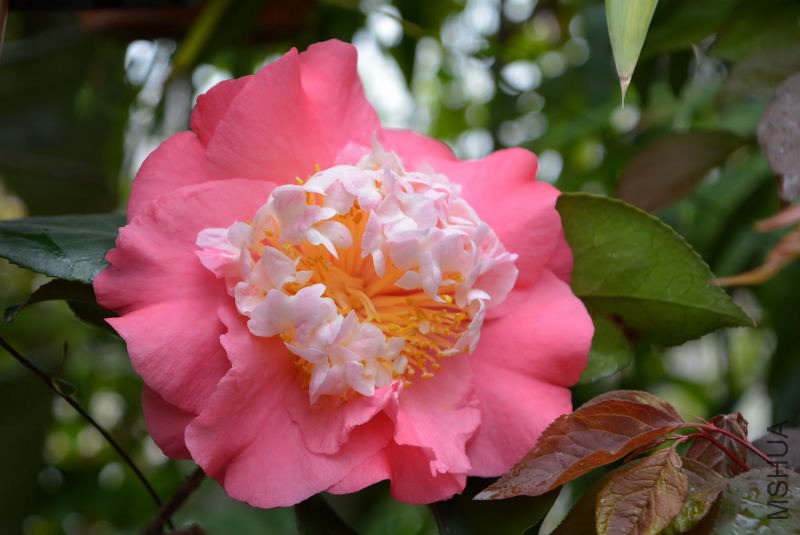 DSC_55670181.JPG