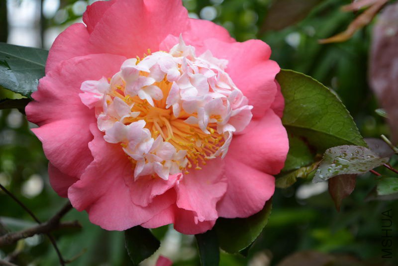 DSC_55600174.JPG