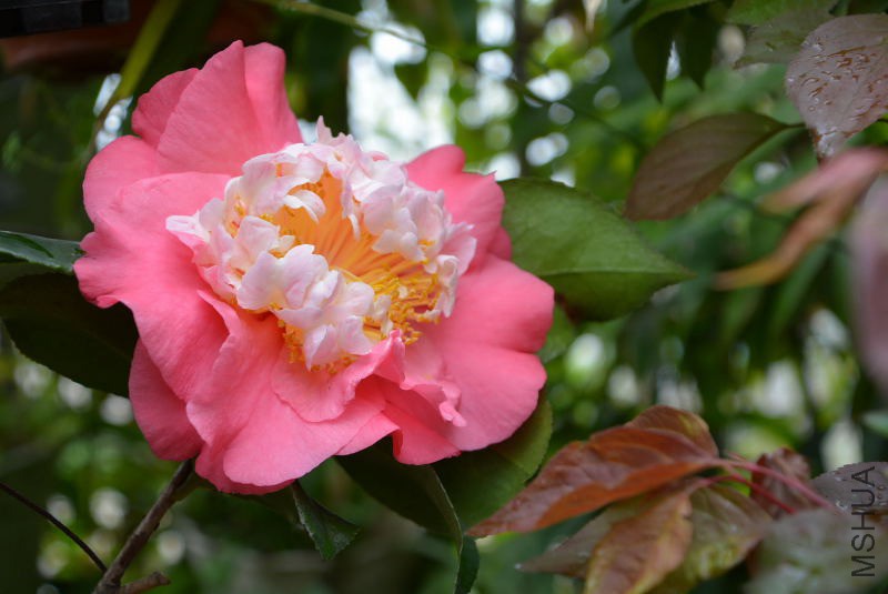 DSC_55630177.JPG