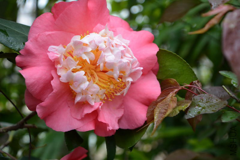 DSC_55590173.JPG