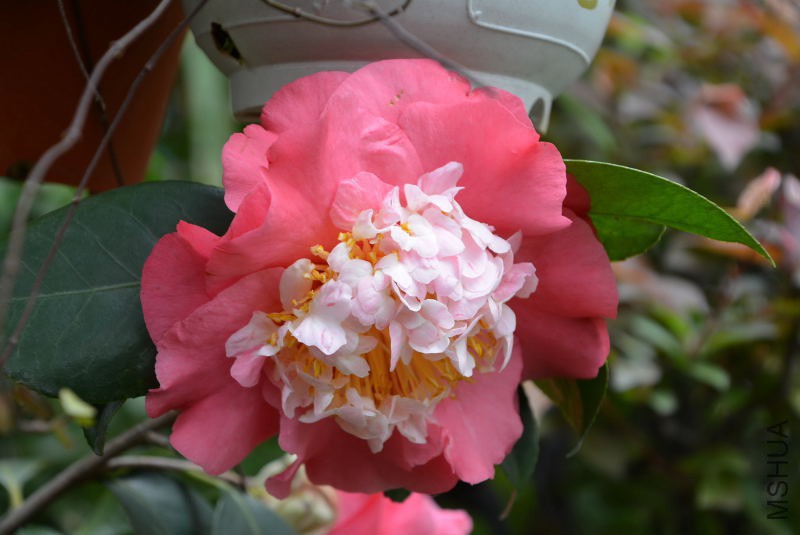 DSC_63360950.JPG