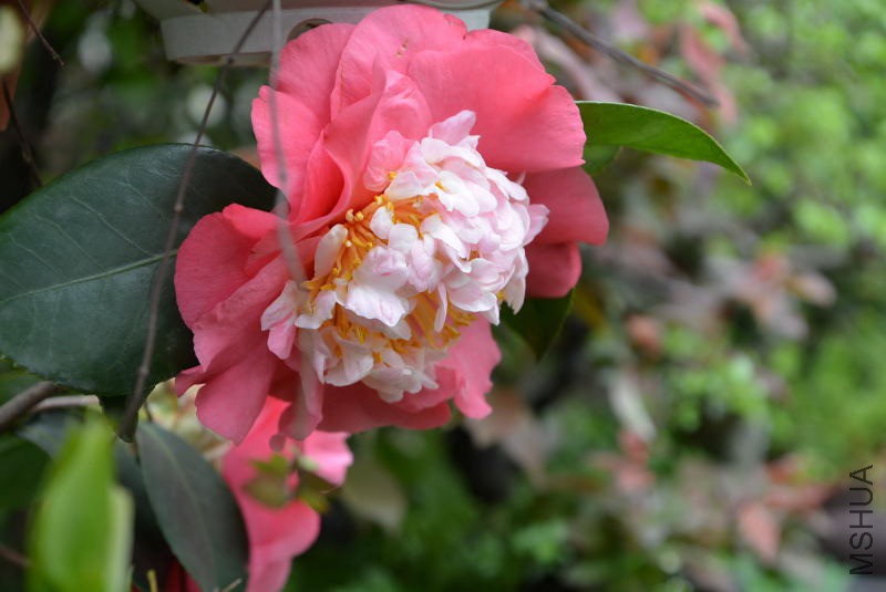 DSC_63380952.JPG