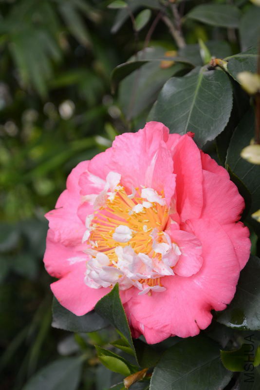 DSC_55710185.JPG