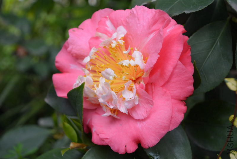 DSC_55770191.JPG