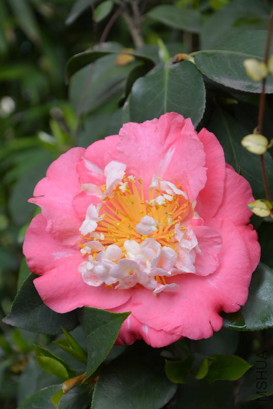DSC_55730187.JPG