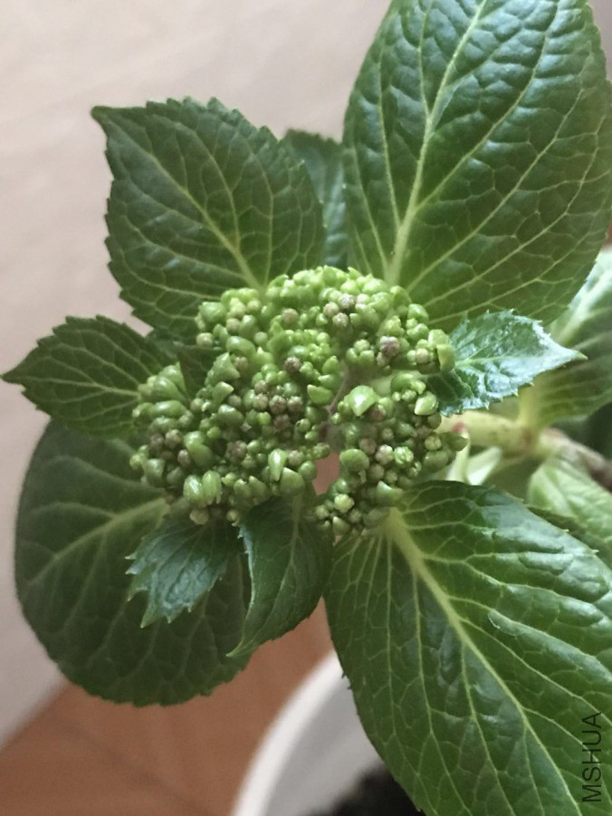΢��ͼƬ_201903252100133.jpg