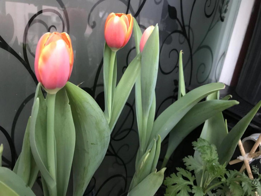΢��ͼƬ_201903152349133.jpg