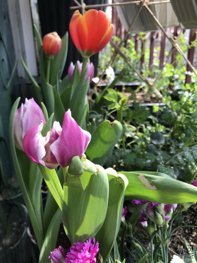 ΢��ͼƬ_201903242340448.jpg