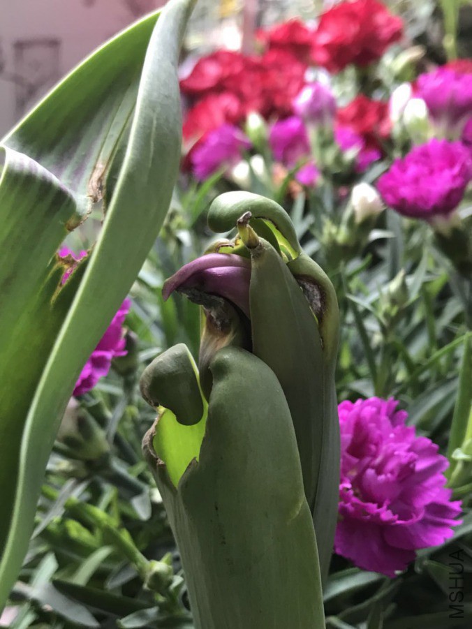 ΢��ͼƬ_201903242340449.jpg