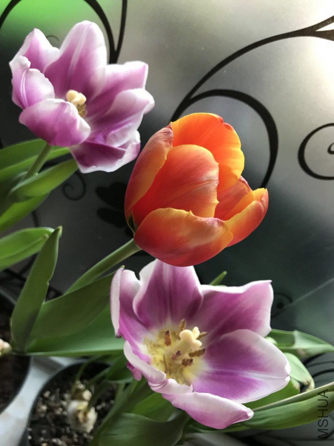 ΢��ͼƬ_201903242340441.jpg