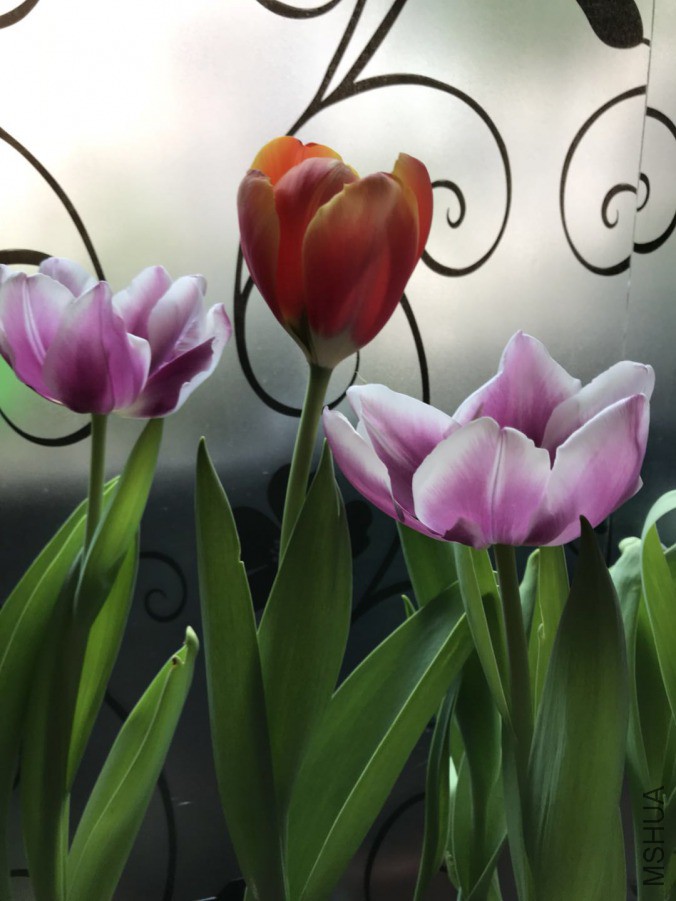 ΢��ͼƬ_201903242340442.jpg