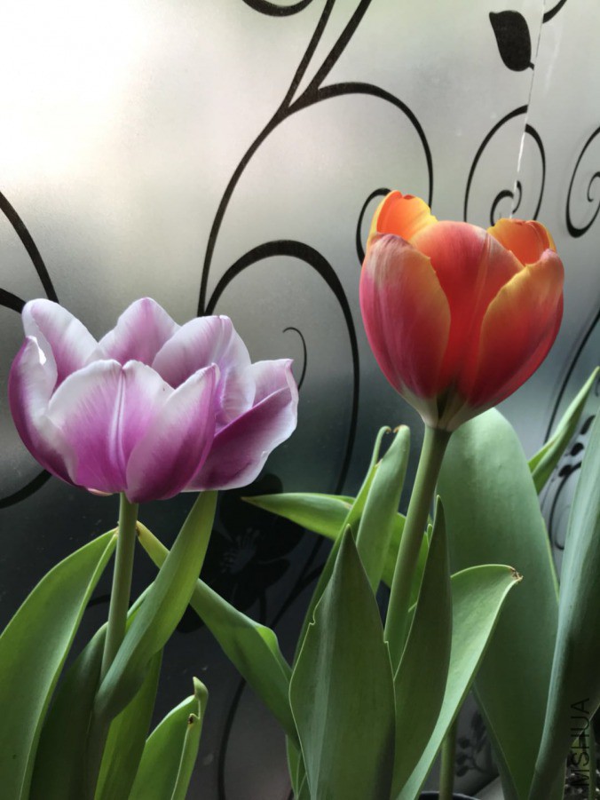 ΢��ͼƬ_201903242340443.jpg