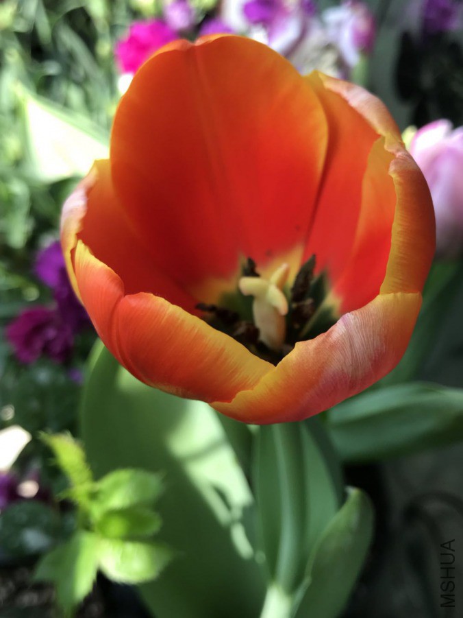 ΢��ͼƬ_201903242340447.jpg