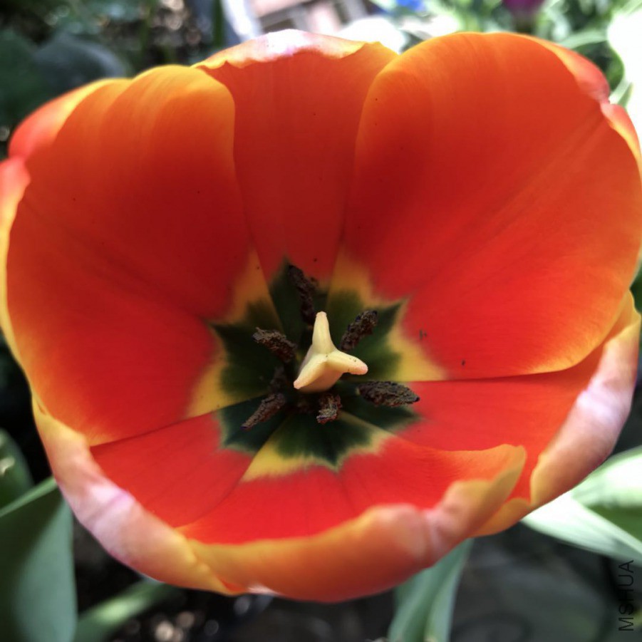 ΢��ͼƬ_201903242340446.jpg