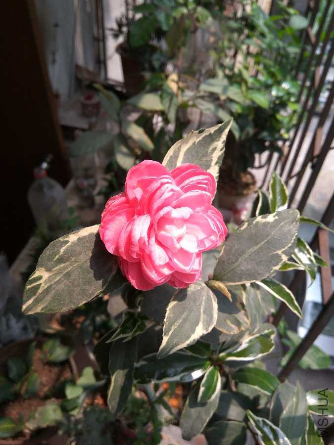 IMG_20190403_122637.jpg