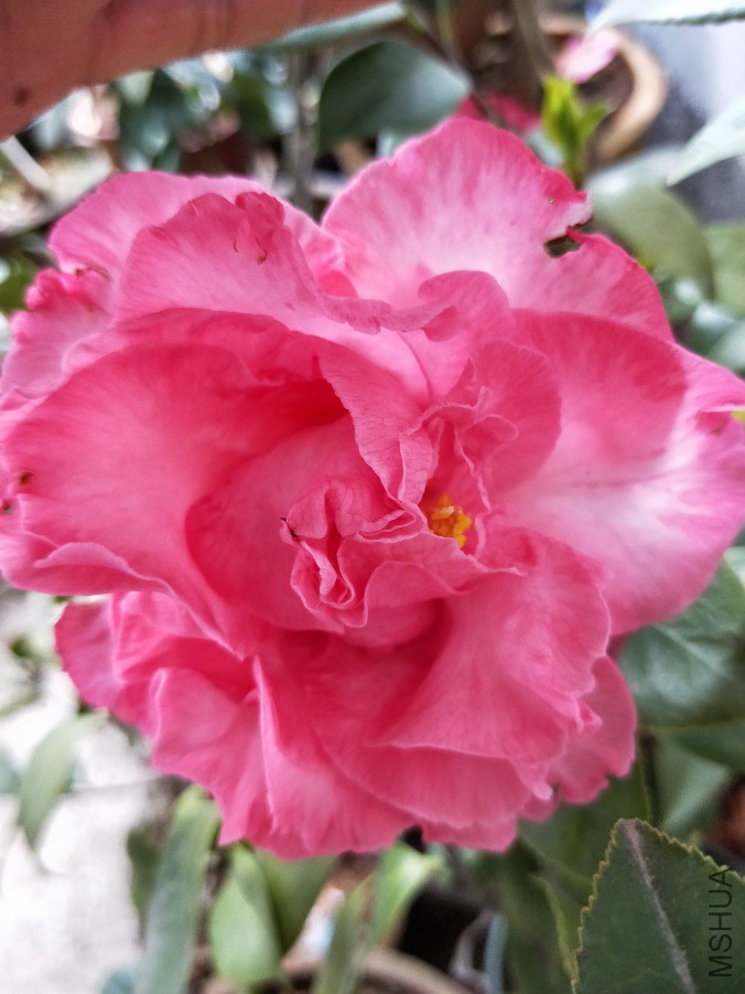 IMG20190404124118.jpg