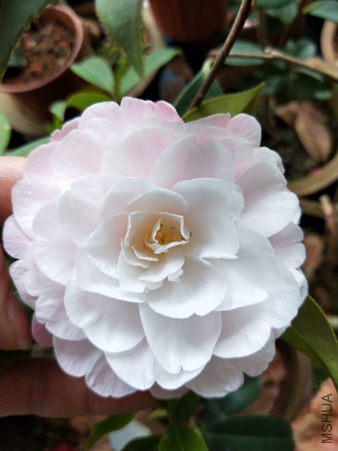 IMG20190404124424.jpg