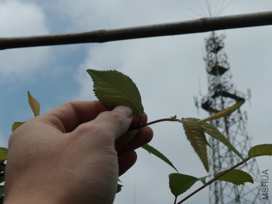 DSCI6067.JPG
