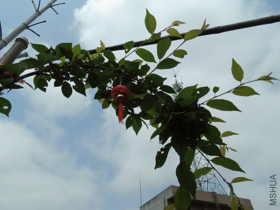 DSCI6070.JPG