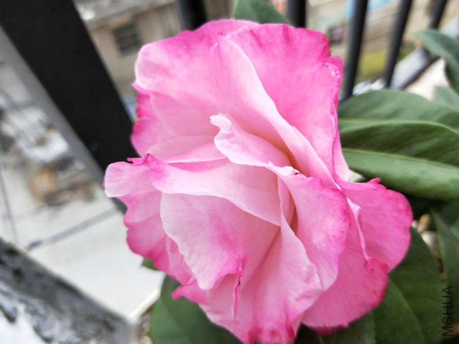 IMG20190406094950.jpg