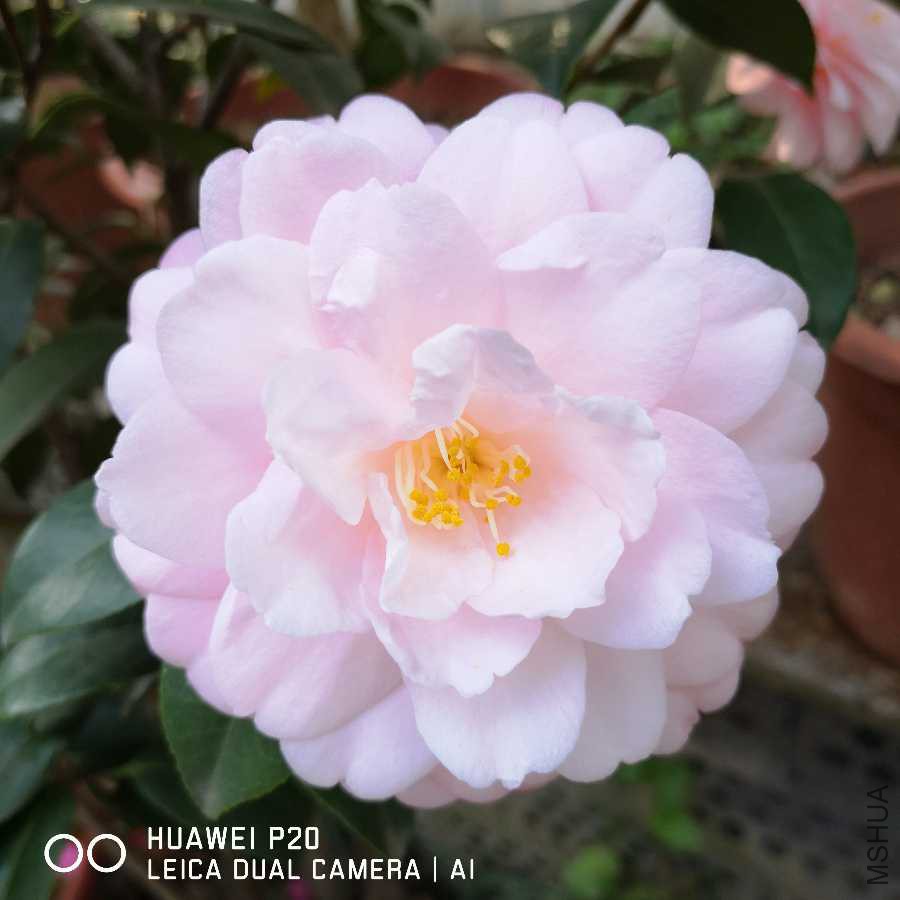 IMG_20190406_082857.jpg