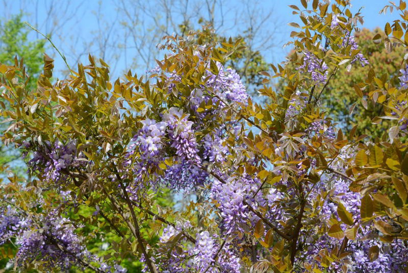 DSC_70850037.JPG