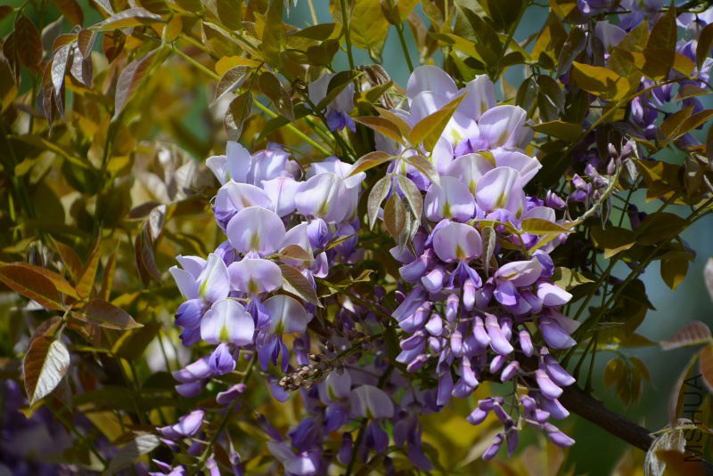 DSC_70880040.JPG