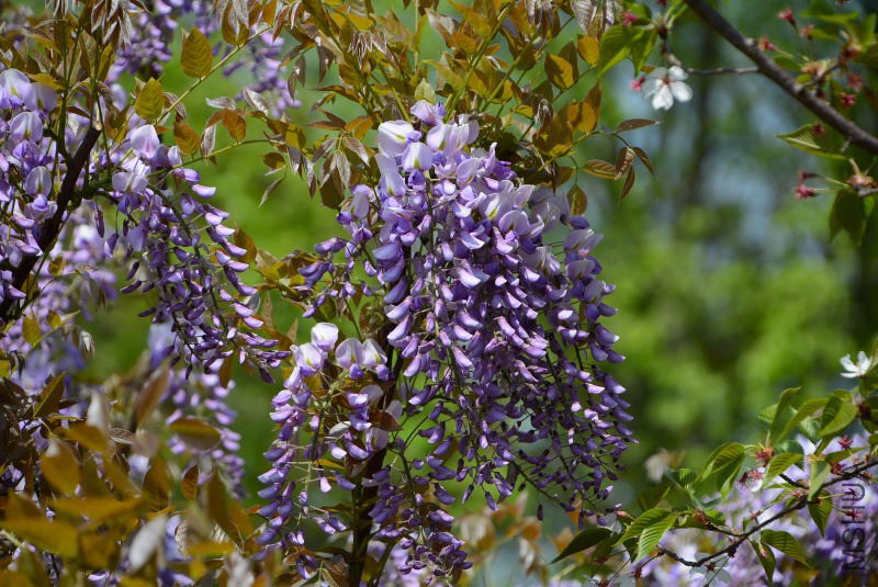DSC_70890041.JPG