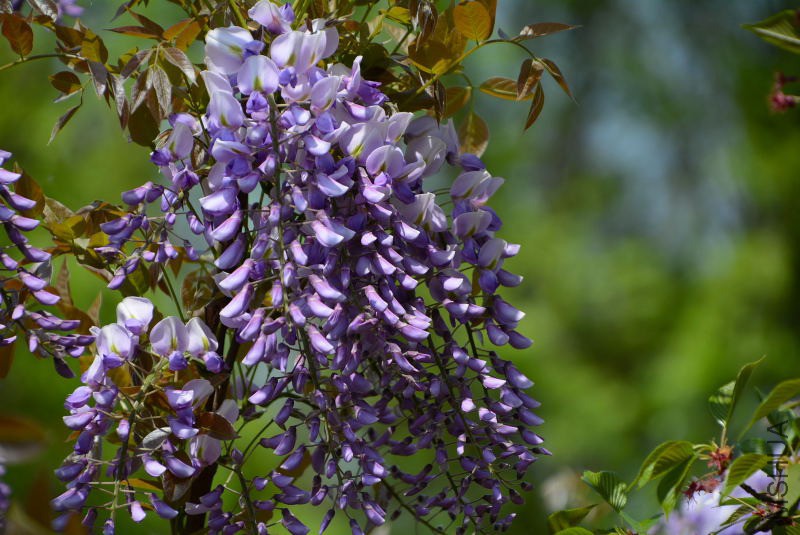 DSC_70910043.JPG
