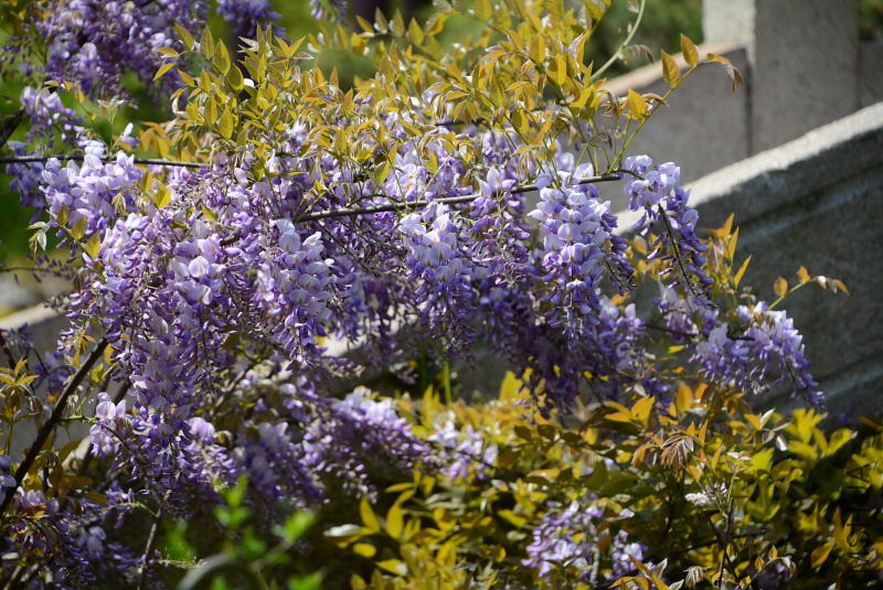 DSC_70930045.JPG