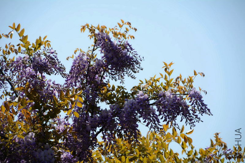 DSC_71030055.JPG