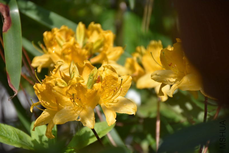 DSC_00540054.JPG