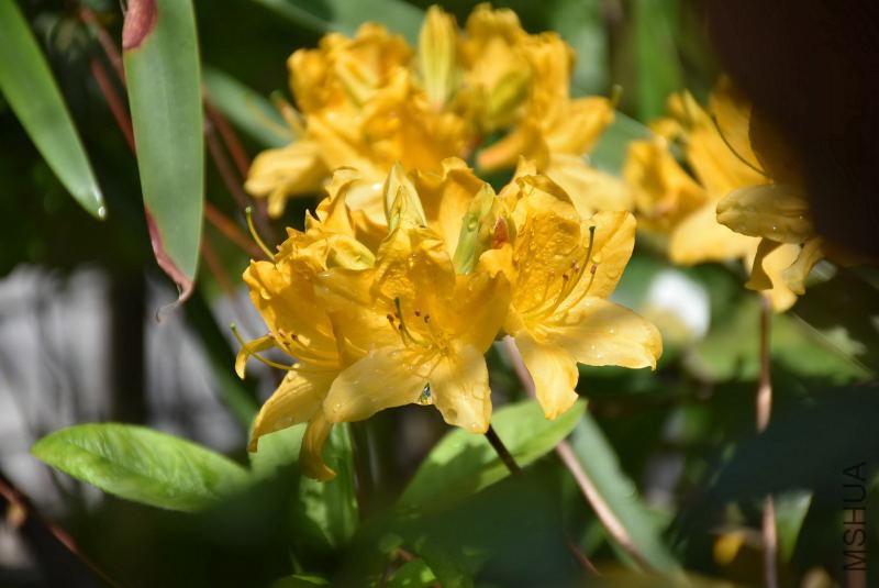 DSC_00500050.JPG