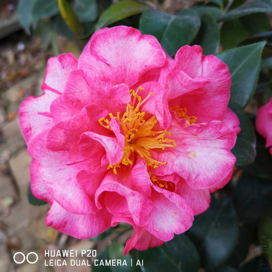 IMG_20190406_082914.jpg
