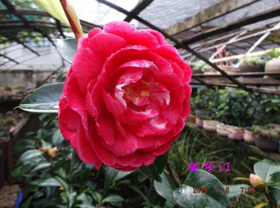 2019-4-5jx 006 ����w.jpg