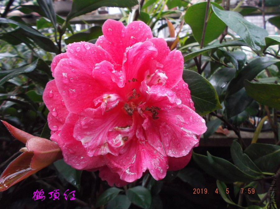2019-4-5jx 007 ����w.jpg