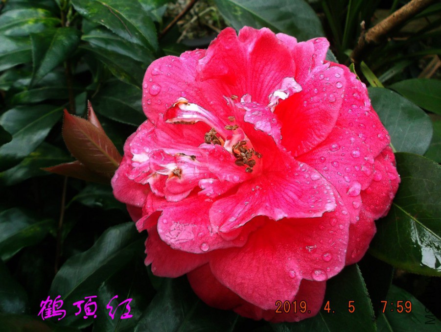 2019-4-5jx 008 ����w.jpg