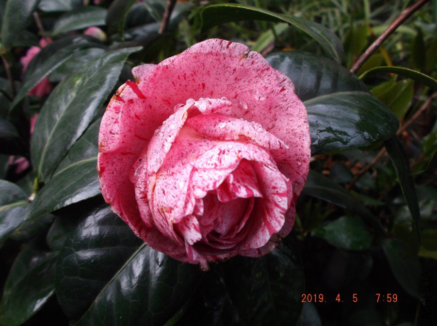 2019-4-5jx 011 ����w.jpg