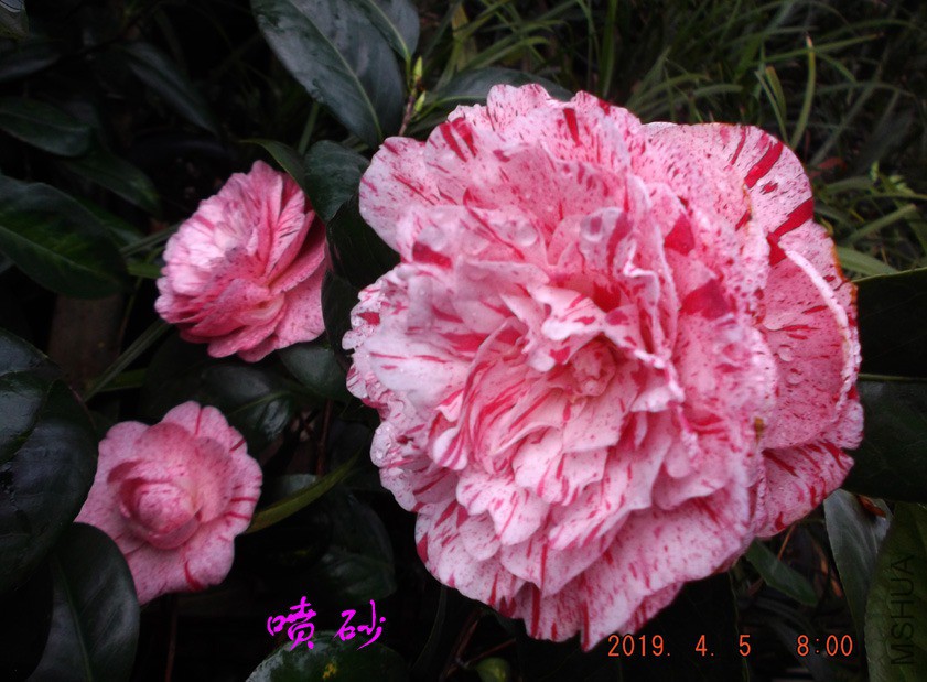 2019-4-5jx 015 ����w.jpg